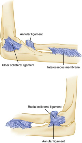 elbow_ligaments.jpg